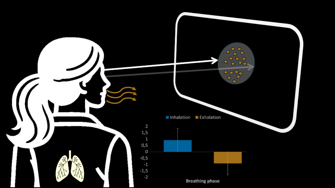 Breathing affects perception
